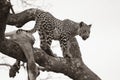 Leopard a Marula tree with Impala Kill Royalty Free Stock Photo