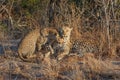 Leopard mating couple in Sabi Sands Game Reserve