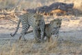 Leopard mating couple in Sabi Sands Game Reserve