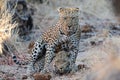 Leopard mating couple in Sabi Sands Game Reserve