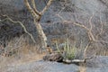 Leopard Mating Pair at Bera,Rajasthan,India