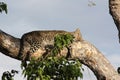 Leopard asleep on a tree in Savuti National Park, Botswana, Africa