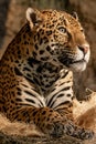 Milwaukee County Zoo Leopard on Hay Bedding Royalty Free Stock Photo