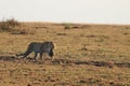 Leopard mom carrying her cub in the african savannah. Royalty Free Stock Photo