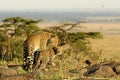 Leopard mom and her baby, kenya Royalty Free Stock Photo