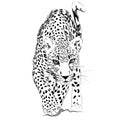 Leopard monochrome illustration