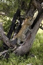 LEOPARD 4 MONTHS OLD CUB panthera pardus, YOUNG CLIMBING ON TREE TRUNK, NAMIBIA