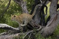 LEOPARD 4 MONTHS OLD CUB panthera pardus, YOUNG PLAYING IN TREE, NAMIBIA Royalty Free Stock Photo