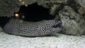 Leopard Moray eel in the aquarium. Gymnothorax favagineus