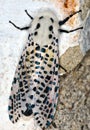 Leopard Moth Royalty Free Stock Photo
