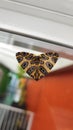 Leopard Moth Close Up Photo