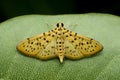 Leopard moth, Pseudopanthera macularia, the speckled yellow, is a moth of the family Geometridae Royalty Free Stock Photo