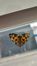 Leopard Moth Yellow Close Up Butterfly