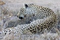 Leopard mother cares for her cub in gathering darkness