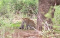 Leopard Mother And Cub