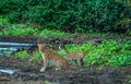 Leopard mother with cub - Lower Sambesi NP Zambia