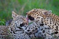 Leopard mother and cub in Sabi Sands Game Reserve