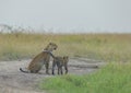 Leopard Mother and cub Sniffing grass at Masai Mara National Park in evening hours