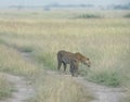 Leopard Mother and cub Sniffing grass at Masai Mara National Park in evening hours