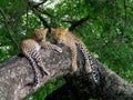 Leopard mother and cub in tree, Kruger Park, South Africa