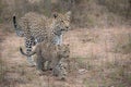 Leopard mother and cub walking in the Greater Kruger Transfrontier Park, South Africa.