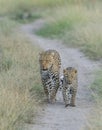 Leopard Mother and cub walking on the safari trail at Masai Mara