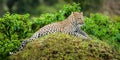 Leopard resting on mound Royalty Free Stock Photo