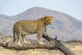 The Leopard in Namibia Royalty Free Stock Photo