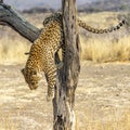 The Leopard in Namibia Royalty Free Stock Photo