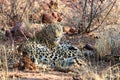 Leopard - Namibia etosha pan africa