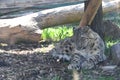 Leopard napping on the ground near a tree