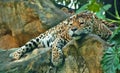Leopard Napping on A Rock