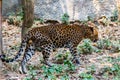 Leopard in the nature habitat