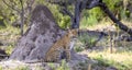 Leopard near a termite mound in Botswana, Africa