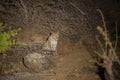 Leopard at Night in FloodLight at Bera,Rajasthan,India Royalty Free Stock Photo