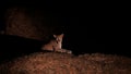 Leopard at night on the rocks. Royalty Free Stock Photo