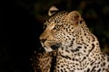 Leopard in Sabi Sands Game Reserve Royalty Free Stock Photo