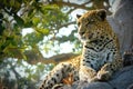 Lonely female leopard waits quiet over a hill looking for her pray in Pom-Pom Island private game reserve, Okavango delta Royalty Free Stock Photo