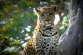 Lonely female leopard waits quiet over a hill looking for her pray in Pom-Pom Island private game reserve, Okavango delta Royalty Free Stock Photo