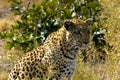 Lonely female leopard waits quiet over a hill looking for her pray in Pom-Pom Island private game reserve, Okavango delta Royalty Free Stock Photo