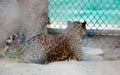 The leopard is one of the five extant species in the genus Panthera,