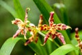 Leopard orchid Royalty Free Stock Photo
