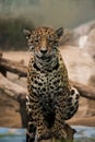 Leopard ,panther looking eyes contact