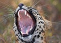 Leopard (Panthera pardus) Royalty Free Stock Photo