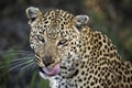 Leopard (Panthera pardus)