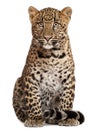 Leopard, Panthera pardus, 6 months old, sitting