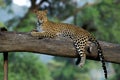 Leopard, panthera pardus, Adult laying on Branch, Kenya