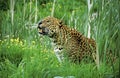 Leopard, panthera pardus, Adult sitting in long Grass Royalty Free Stock Photo