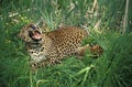 Leopard, panthera pardus, Adult snarling Royalty Free Stock Photo