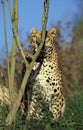 LEOPARD panthera pardus, ADULTE HIDING BEHIND TREE Royalty Free Stock Photo